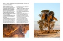 Vogelgids Kgalagadi Self-Drive Birds | HPH Publishing