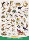 Legpuzzel Birds - Vogels | Eurographics